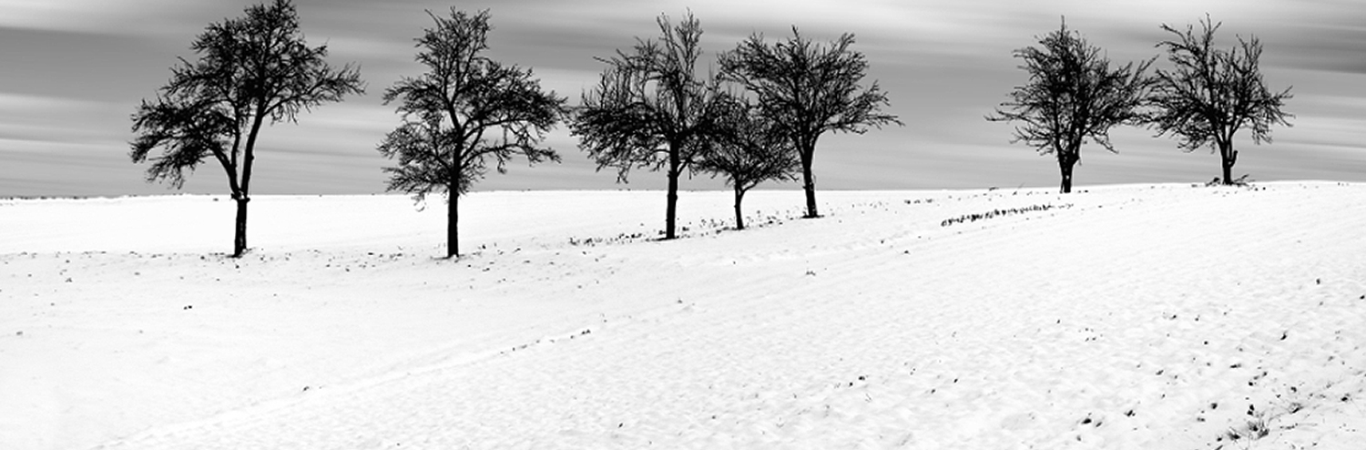 Black White Trees